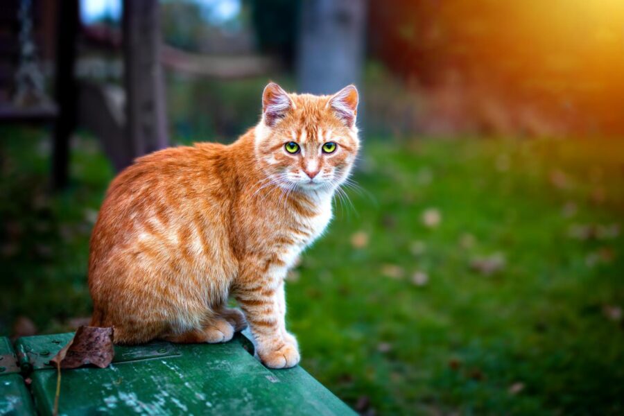 pet travel