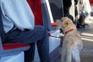 pet transport nz