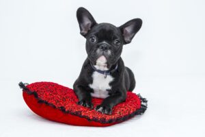 pet crates nz